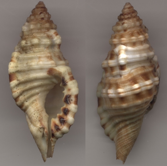 Cymatium (Monoplex) corrugatum corrugatum (Lamarck, 1816)